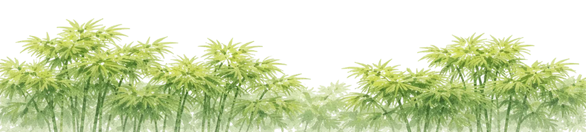 Bamboo illustration